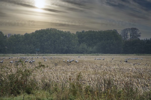 Cranes at a resting place on a harvested corn field in front of a forest. Migratory birds feeding.