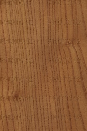 Background of wood grain from Red Elm, Ulmus rubra, aka Slippery Elm, Soft Elm, found in the