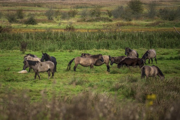 Free-ranging Koniks in the Geltinger Birk nature reserve on the Baltic Sea in Germany. The Konik is