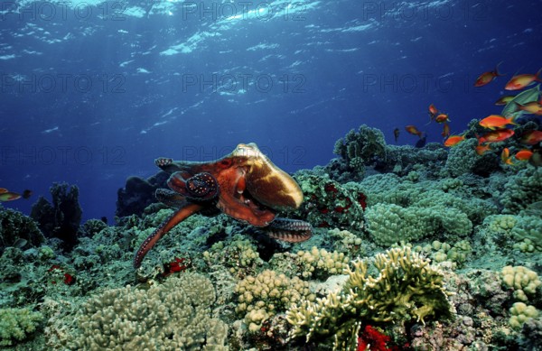 Octopus, Octopus cyanea, Egypt, Red Sea, Brother Islands, Africa