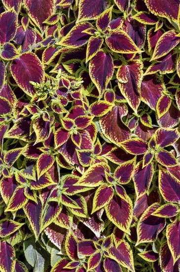 Coleus nettle (Solenostemon scutellarioides), Allgäu, Bavaria, Germany, Europe