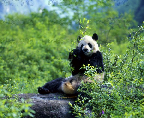 Giant Panda (Ailuropoda melanoleuca), Panda Bear