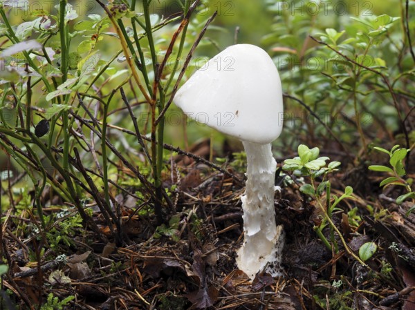 Amanita virosa, commonly known in Europe as the destroying angel, is a deadly poisonous