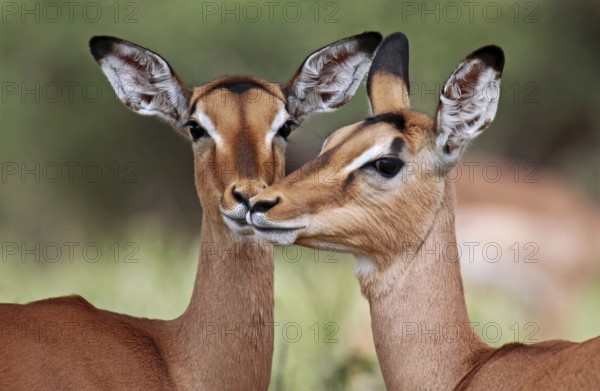 Liebevolle Impalas im Kruger Nationalpark, S
