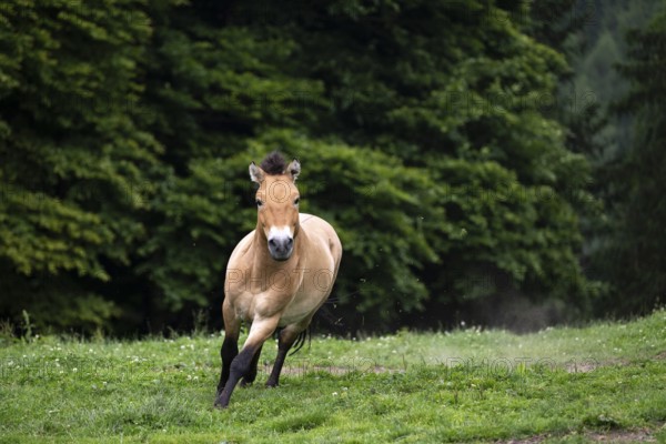 Przewalski's horse (Equus przewalskii) galloping in a meadow, Wildpark Mautern, Styria, Austria,