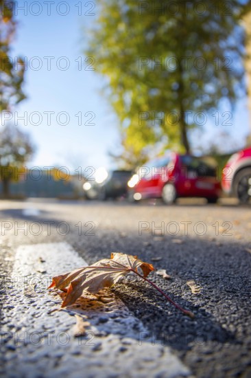 Leaf on the street, autumn, copy space