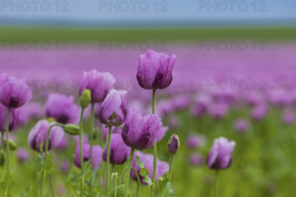 Poppy cultivation in Saxony