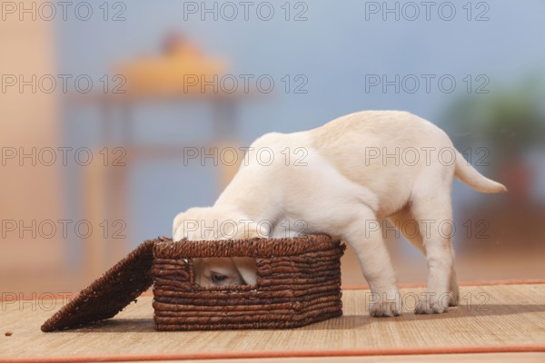 Labrador Retriever, puppy, 9 weeks, sniffing in the box