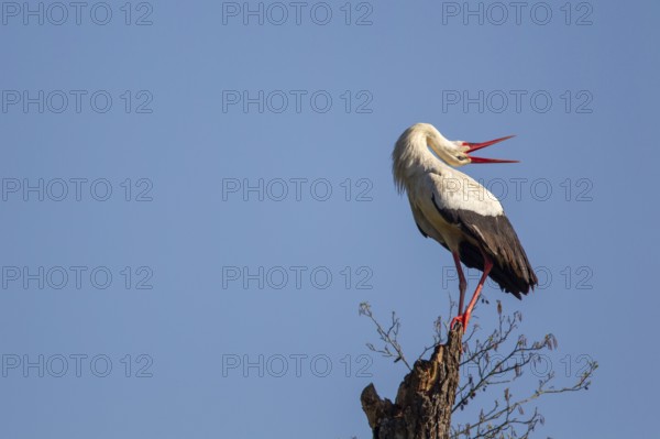 A white stork (Ciconia ciconia) rattles on a dead tree trunk in spring in the Mönchbruch nature