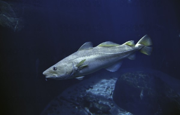ATLANTIC COD (gadus morhua)