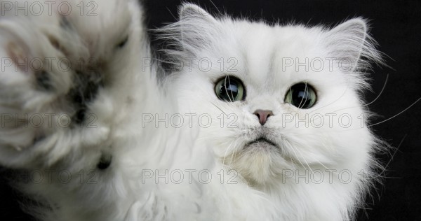 Chinchilla Persian Domestic Cat, Portrait of Adult with Green Eyes