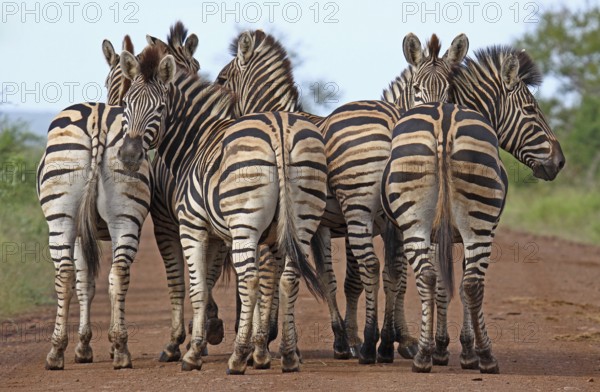 Zebras, plains zebras, S