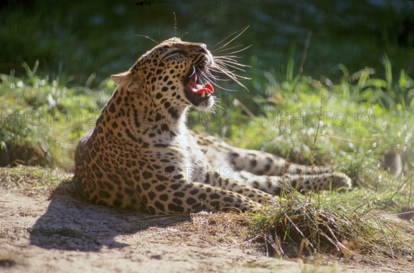 Northern Persian Leopard (Panthera pardus), Leopard, Persian Leopard (Panthera pardus ciscaucasica)
