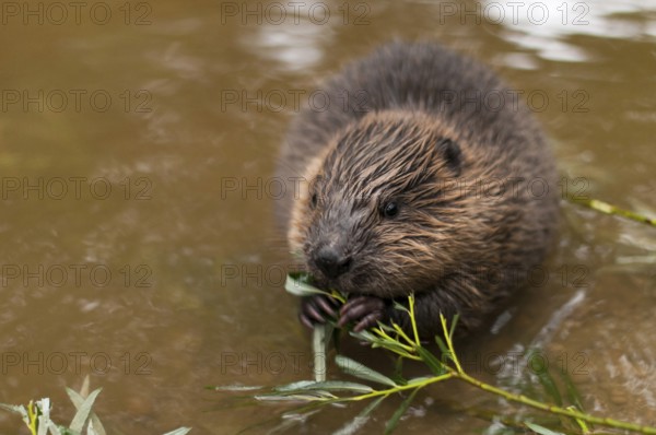 European beaver (Castor fiber), juvenile, Rosenheim, Bavaria, Germany, Europe