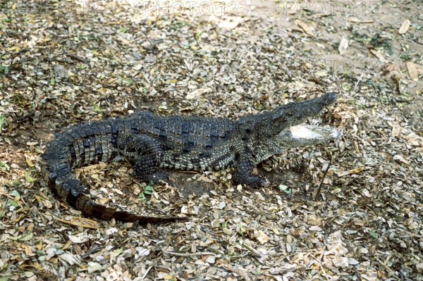 Siamese crocodile (Crocodylus siamensis) Critically endangered, captive, The Madras Crocodile Bank