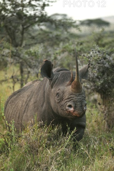 Black rhinoceros (diceros bicornis), adult in the bush, Nakuru Park in Kenya