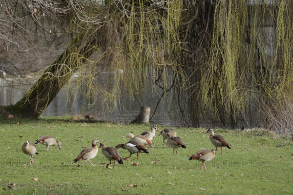 Nile geese on the banks of the Neckar, Nile goose (Alopochen aegyptiaca), Neckar, Neckar valley,