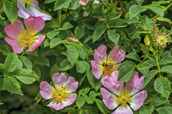 Dog roses (Rosa canina), with honey bee (Apis), Allgäu, Swabia, Bavaria, Germany, Europe