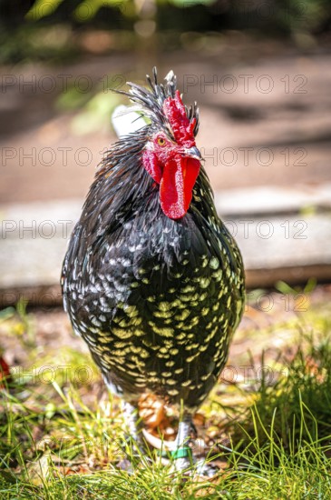 An Ancona chicken (Gallus gallus domesticus) with red, black and white feathers stands on the