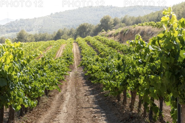 Vineyard in the Penedes designation of origin area for the production of Cava in the province of