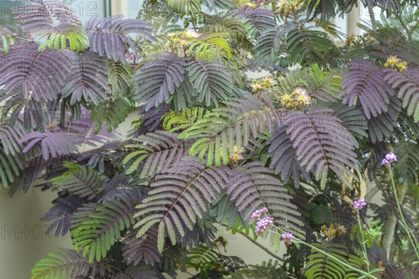 Silk acacia (Albizia julibrissin 'Summer Chocolate'), Ludwigshafen Cemetery, Ludwigshafen,