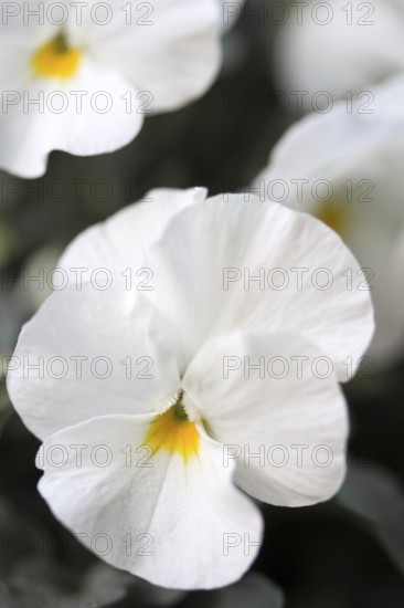 Horned violet (Viola cornuta, pansy)
