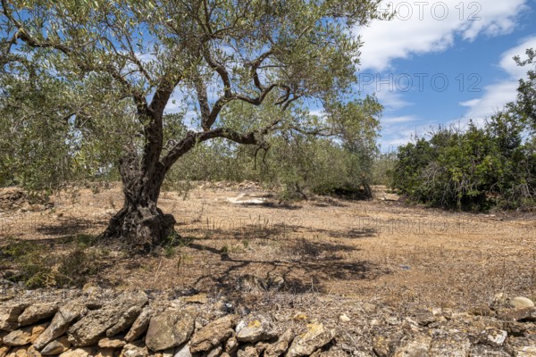 A solitary olive tree stands next to a stone wall in a dry, rural Mediterranean landscape under a