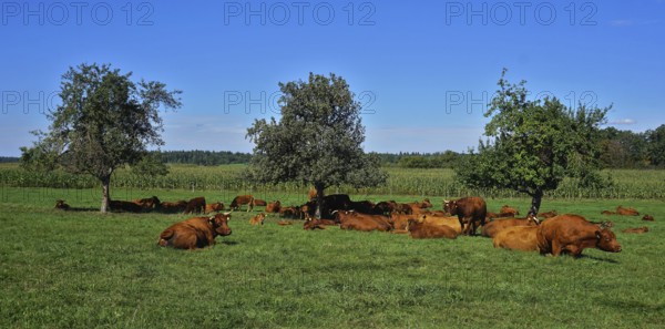 Herd of cows in the pasture, lying and chewing the cud, Herd of cows in the pasture, lying and