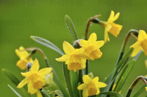 Flowering yellow daffodils (Narcissus pseudonarcissus) in spring