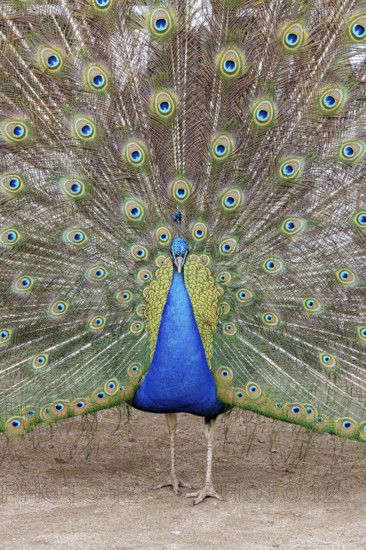 Peacock, male, Pavo Scalloped ribbonfish, mating, Oranienbaum, Wörlitz, Saxony-Anhalt, Germany,