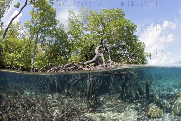 Aerial roots of mangroves, New Ireland, Papua New Guinea, Oceania