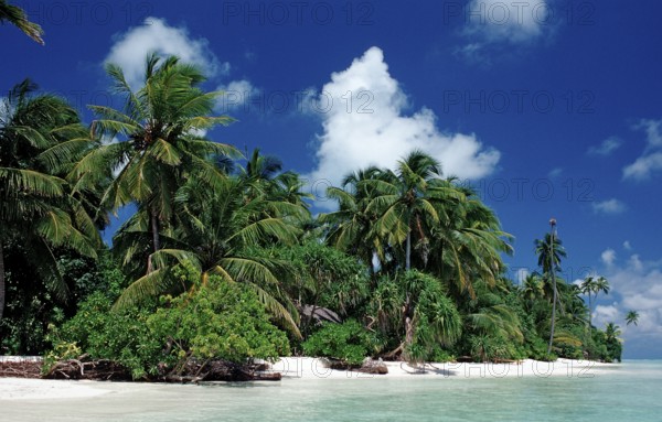 Dream beach in the Maldives, Maldives, Indian Ocean, Medhufushi, Meemu Atoll, Asia