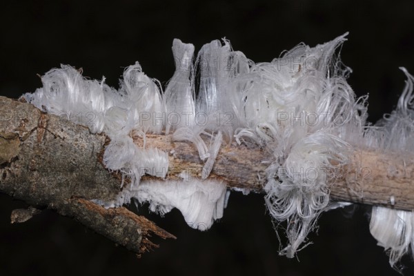 Hair ice fruiting bodies white wavy ice needles on tree trunk