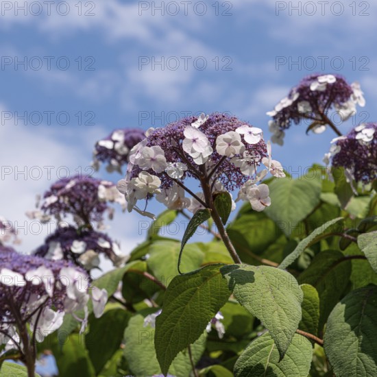 Velvet hydrangea (Hydrangea aspera 'Macrophylla'), Cambridge Botanical Garden, Germany, Europe