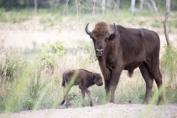 European bison (Bos bonasus), bull with calf at the edge of the forest, Döberitzer Heide nature