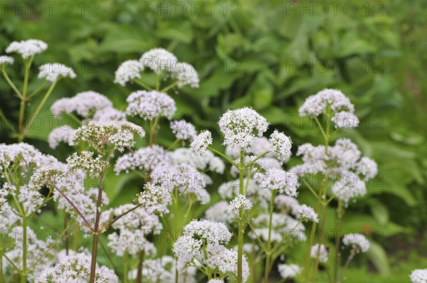 Baldrian -Valeriana officinalis, a medicinal plant