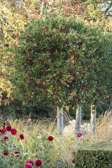 Holly (Ilex aquifolium 'Alaska'), Moon Gate
