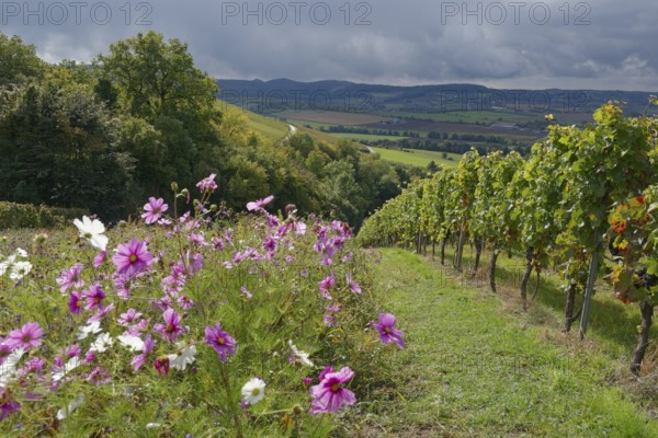 Flowering strips in the vineyard, Cosmea, Neuenstein, Öhringen, Hohenlohe, Swabian-Franconian