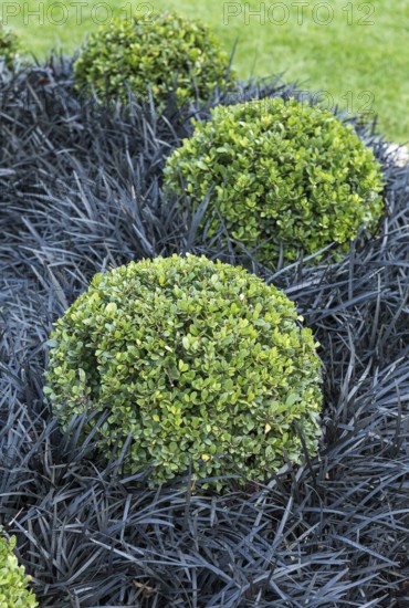 Japanese pod (Ilex crenata DARK GREEN), black snake's beard (Ophiopogon planiscapus 'Niger')