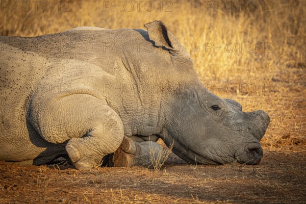 Reclining white rhinoceros (Ceratotherium simum) with sawn-off horn), portrait, Anti-Poaching,