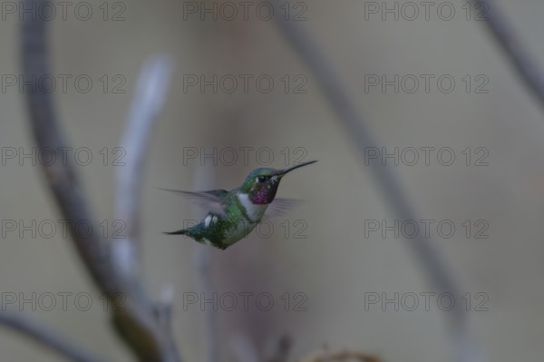 A close-up of a hummingbird in flight with a pink throat against a blurred background.