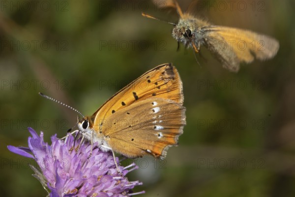 Scarce Copper female butterfly with closed wings sitting on violet flower sucking left looking and