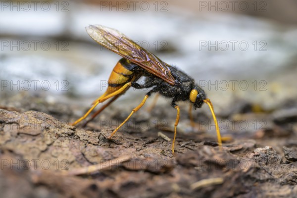 Giant woodwasp (Urocerus gigas), female with ovipositor, Bressanone, South Tyrol, Italy, Europe