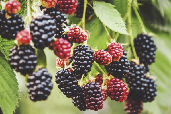 Blackberry fruit growing, ripening blackberries on branch, bramble plant in the garden