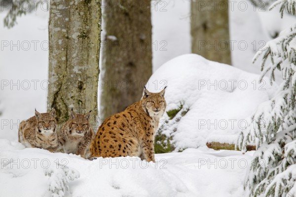 Lynx, mother with two cubs, in winter in the open-air animal enclosure in the Bavarian Forest