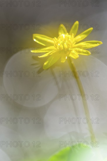 Spring Lesser Celandine
