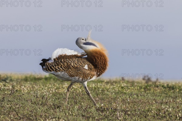Great bustard (Otis tarda) m, Spain, Europe