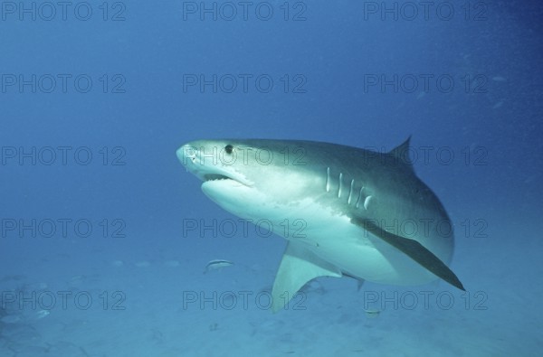 Tiger shark, Galeocerdo cuvier, Bahamas, Grand Bahama Island, Atlantic Ocean, Central America