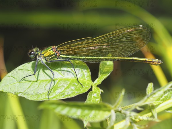 Odonates (Odonata), blurred background, North Rhine-Westphalia, Germany, Europe