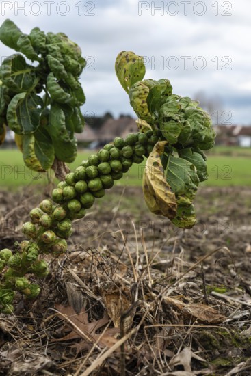Close up of Brussels sprouts growing on a field, Lovenjoel, Belgium, Europe